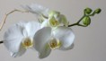 /album/fotogaleria/orchidea-jpg/